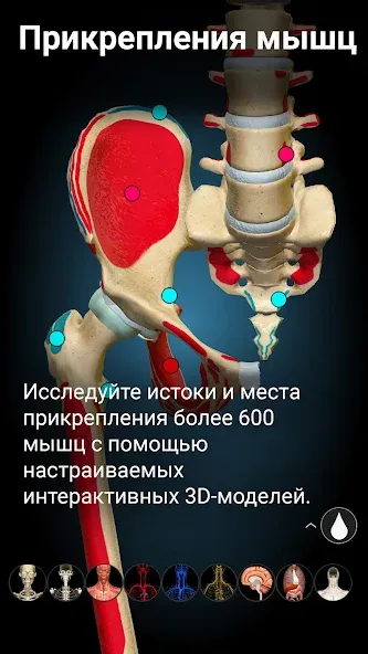 Anatomy Learning — скриншот 1