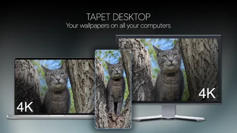 Tapet: 4K HD Wallpapers - скриншот 3
